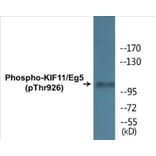 Western Blot - KIF11 (phospho Thr926) Cell Based ELISA Kit (CBP1429) - Antibodies.com