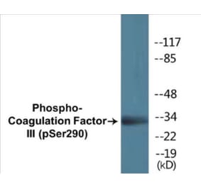 Western Blot - Coagulation Factor III (phospho Ser290) Cell Based ELISA Kit (CBP1350) - Antibodies.com