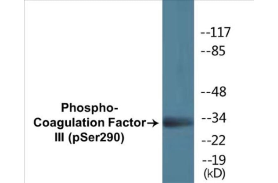 Western Blot - Coagulation Factor III (phospho Ser290) Cell Based ELISA Kit (CBP1350) - Antibodies.com