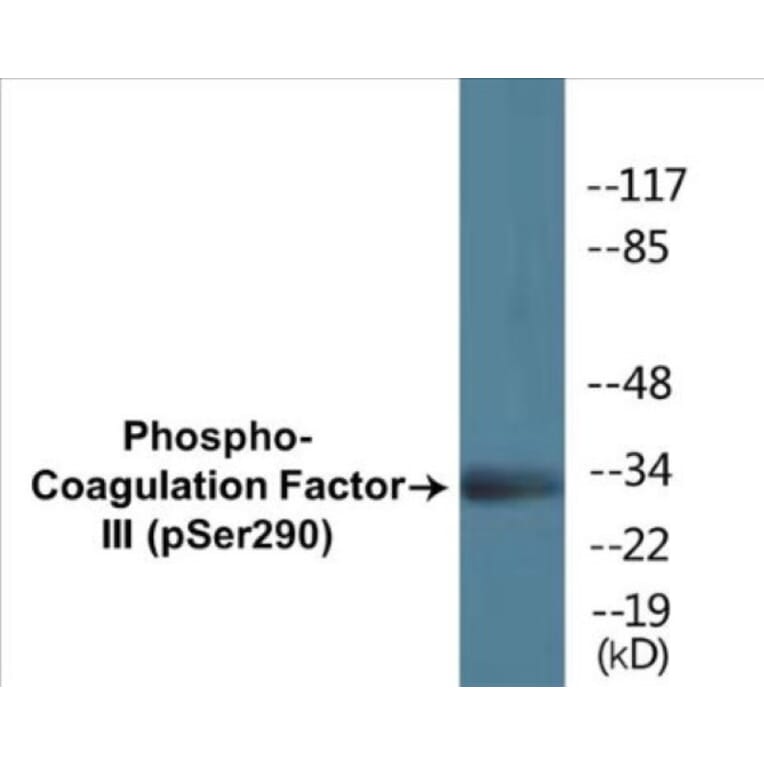 Western Blot - Coagulation Factor III (phospho Ser290) Cell Based ELISA Kit (CBP1350) - Antibodies.com