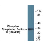 Western Blot - Coagulation Factor III (phospho Ser290) Cell Based ELISA Kit (CBP1350) - Antibodies.com