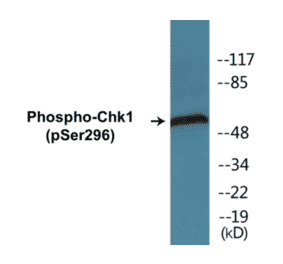 Western Blot - Chk1 (phospho Ser296) Cell Based ELISA Kit (CBP1248) - Antibodies.com