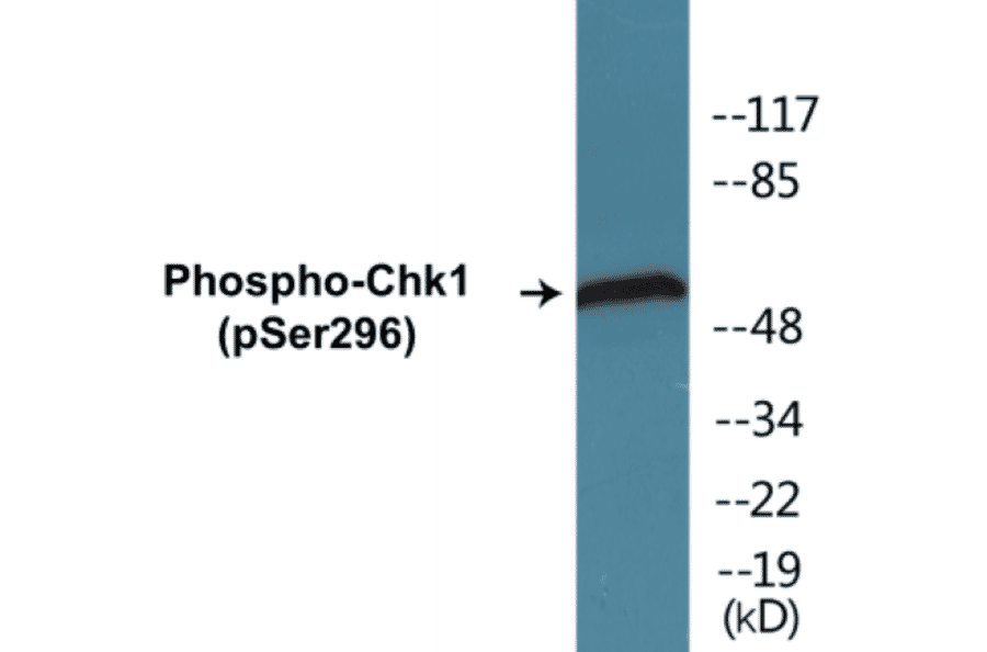 Western Blot - Chk1 (phospho Ser296) Cell Based ELISA Kit (CBP1248) - Antibodies.com