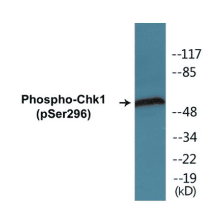 Western Blot - Chk1 (phospho Ser296) Cell Based ELISA Kit (CBP1248) - Antibodies.com