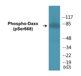 Western Blot - Daxx (phospho Ser668) Cell Based ELISA Kit (CBP1110) - Antibodies.com
