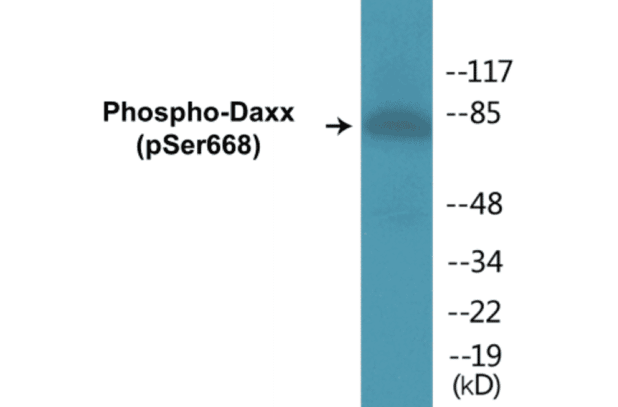 Western Blot - Daxx (phospho Ser668) Cell Based ELISA Kit (CBP1110) - Antibodies.com