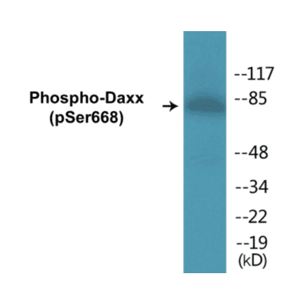 Western Blot - Daxx (phospho Ser668) Cell Based ELISA Kit (CBP1110) - Antibodies.com