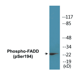 Western Blot - FADD (phospho Ser194) Cell Based ELISA Kit (CBP1114) - Antibodies.com