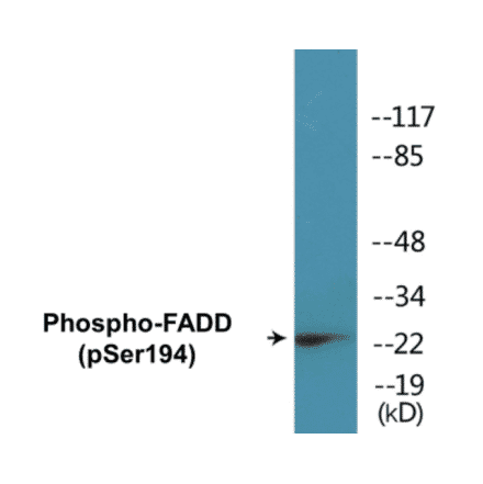 Western Blot - FADD (phospho Ser194) Cell Based ELISA Kit (CBP1114) - Antibodies.com