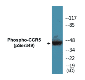 Western Blot - CCR5 (phospho Ser349) Cell Based ELISA Kit (CBP1055) - Antibodies.com