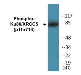 Western Blot - Ku80 (phospho Thr714) Cell Based ELISA Kit (CBP1136) - Antibodies.com