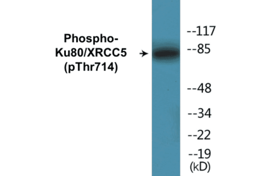 Western Blot - Ku80 (phospho Thr714) Cell Based ELISA Kit (CBP1136) - Antibodies.com