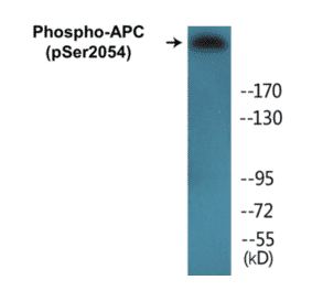 Western Blot - APC (phospho Ser2054) Cell Based ELISA Kit (CBP1319) - Antibodies.com