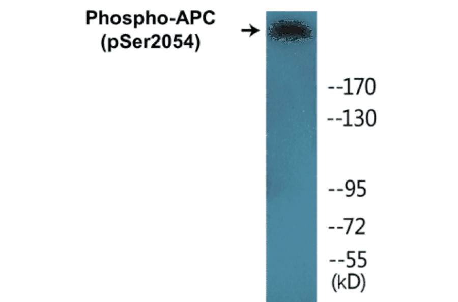 Western Blot - APC (phospho Ser2054) Cell Based ELISA Kit (CBP1319) - Antibodies.com