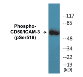 Western Blot - CD50 (phospho Ser518) Cell Based ELISA Kit (CBP1340) - Antibodies.com