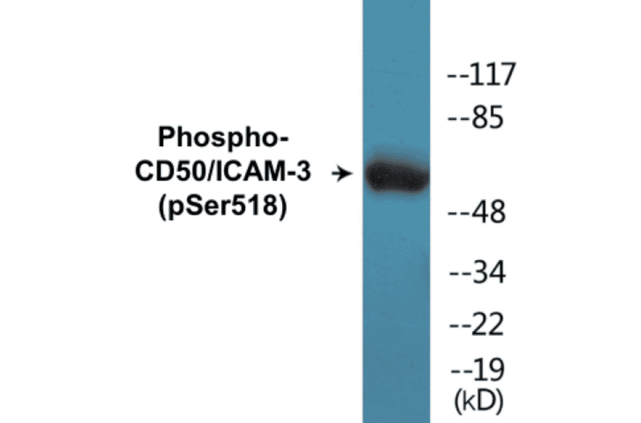 Western Blot - CD50 (phospho Ser518) Cell Based ELISA Kit (CBP1340) - Antibodies.com