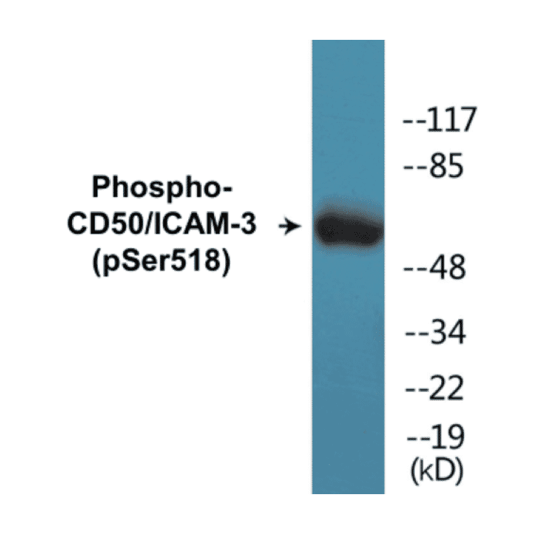 Western Blot - CD50 (phospho Ser518) Cell Based ELISA Kit (CBP1340) - Antibodies.com