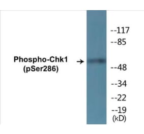 Western Blot - Chk1 (phospho Ser286) Cell Based ELISA Kit (CBP1345) - Antibodies.com