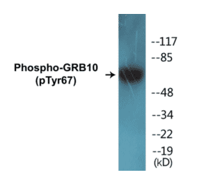 Western Blot - GRB10 (phospho Tyr67) Cell Based ELISA Kit (CBP1406) - Antibodies.com