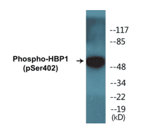 Western Blot - HBP1 (phospho Ser402) Cell Based ELISA Kit (CBP1408) - Antibodies.com
