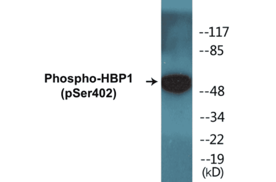 Western Blot - HBP1 (phospho Ser402) Cell Based ELISA Kit (CBP1408) - Antibodies.com