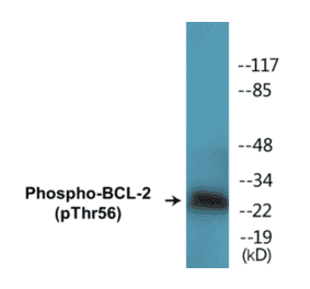 Western Blot - BCL-2 (phospho Thr56) Cell Based ELISA Kit (CBP1506) - Antibodies.com