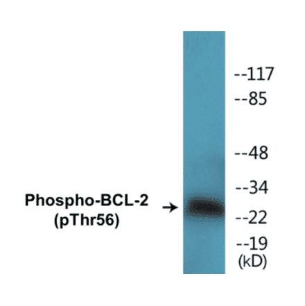 Western Blot - BCL-2 (phospho Thr56) Cell Based ELISA Kit (CBP1506) - Antibodies.com