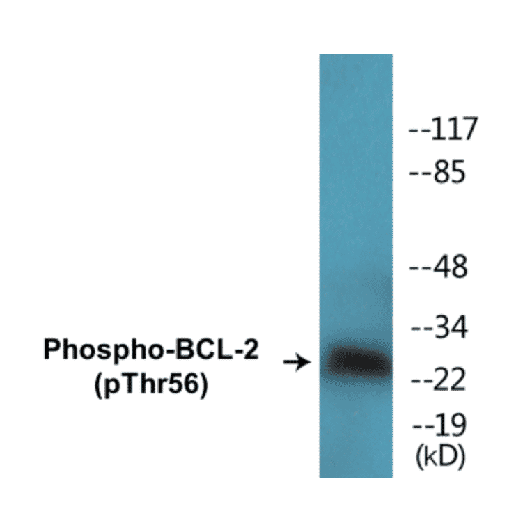 Western Blot - BCL-2 (phospho Thr56) Cell Based ELISA Kit (CBP1506) - Antibodies.com