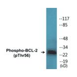 Western Blot - BCL-2 (phospho Thr56) Cell Based ELISA Kit (CBP1506) - Antibodies.com