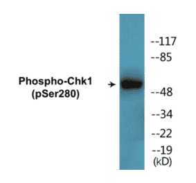 Western Blot - Chk1 (phospho Ser280) Cell Based ELISA Kit (CBP1515) - Antibodies.com