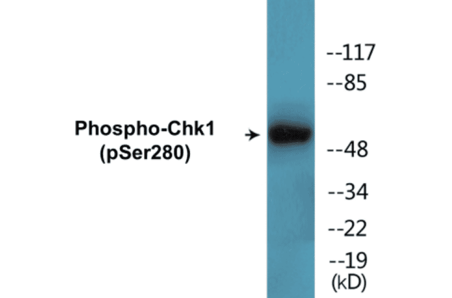 Western Blot - Chk1 (phospho Ser280) Cell Based ELISA Kit (CBP1515) - Antibodies.com