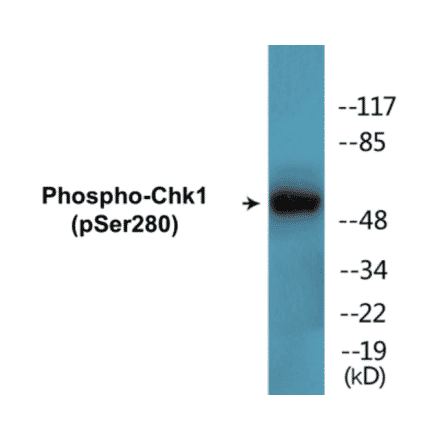 Western Blot - Chk1 (phospho Ser280) Cell Based ELISA Kit (CBP1515) - Antibodies.com