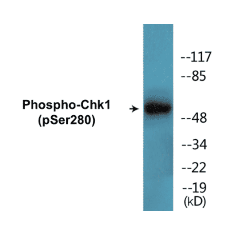 Western Blot - Chk1 (phospho Ser280) Cell Based ELISA Kit (CBP1515) - Antibodies.com