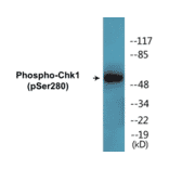 Western Blot - Chk1 (phospho Ser280) Cell Based ELISA Kit (CBP1515) - Antibodies.com