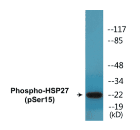 Western Blot - HSP27 (phospho Ser15) Cell Based ELISA Kit (CBP1579) - Antibodies.com