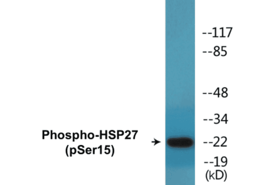 Western Blot - HSP27 (phospho Ser15) Cell Based ELISA Kit (CBP1579) - Antibodies.com