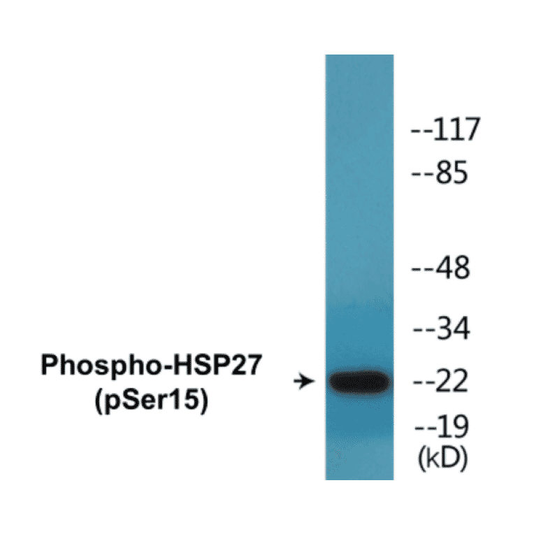 Western Blot - HSP27 (phospho Ser15) Cell Based ELISA Kit (CBP1579) - Antibodies.com