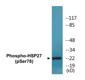 Western Blot - HSP27 (phospho Ser78) Cell Based ELISA Kit (CBP1580) - Antibodies.com