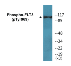 Western Blot - FLT3 (phospho Tyr969) Cell Based ELISA Kit (CBP1744) - Antibodies.com