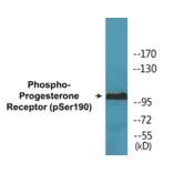 Western Blot - Progesterone Receptor (phospho Ser190) Cell Based ELISA Kit (CBP1660) - Antibodies.com