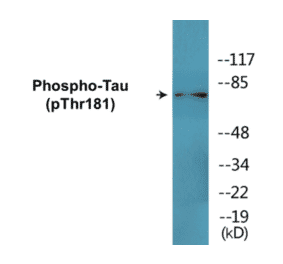 Western Blot - Tau (phospho Thr181) Cell Based ELISA Kit (CBP1700) - Antibodies.com