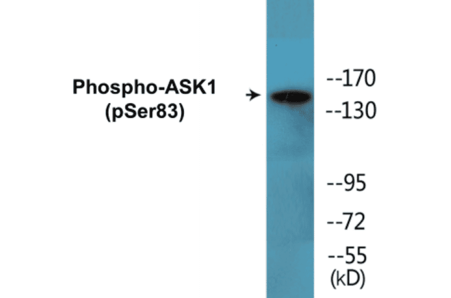 Western Blot - ASK1 (phospho Ser83) Cell Based ELISA Kit (CBP1493) - Antibodies.com