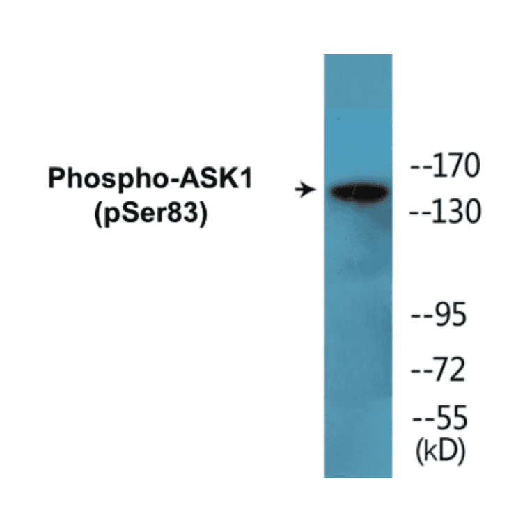 Western Blot - ASK1 (phospho Ser83) Cell Based ELISA Kit (CBP1493) - Antibodies.com