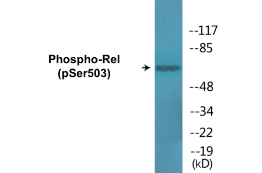 Western Blot - Rel (phospho Ser503) Cell Based ELISA Kit (CBP1668) - Antibodies.com