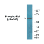 Western Blot - Rel (phospho Ser503) Cell Based ELISA Kit (CBP1668) - Antibodies.com