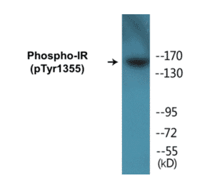 Western Blot - IR (phospho Tyr1355) Cell Based ELISA Kit (CBP1164) - Antibodies.com