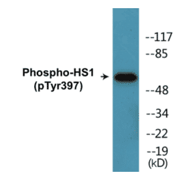 Western Blot - HS1 (phospho Tyr397) Cell Based ELISA Kit (CBP1849) - Antibodies.com