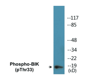 Western Blot - BIK (phospho Thr33) Cell Based ELISA Kit (CBP1046) - Antibodies.com