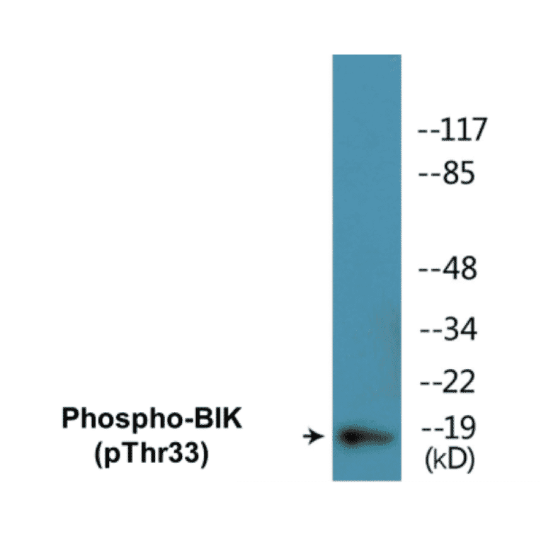 Western Blot - BIK (phospho Thr33) Cell Based ELISA Kit (CBP1046) - Antibodies.com