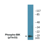 Western Blot - BIK (phospho Thr33) Cell Based ELISA Kit (CBP1046) - Antibodies.com